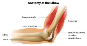 Diagram of the anatomy surrounding the distal biceps tendon