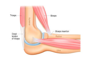Muscles and Bones surrounding the tendon