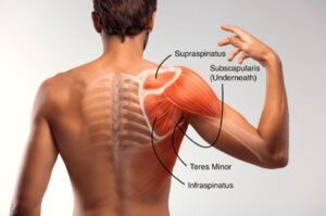 Image showing the four muscles that comprise the rotator cuff