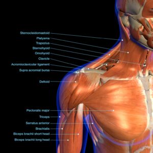 Detailed diagram of the shoulder's anatomy