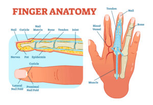 Finger anatomy relevant to mucoid cysts