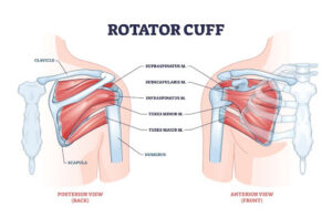 anatomy of the rotator cuff