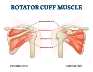 Rotator cuff muscle that houses shoulder tendons